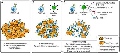 CAR-T Cells and Oncolytic Viruses: Joining Forces to Overcome the Solid Tumor Challenge